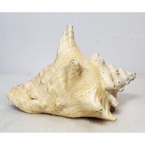 Large Natural Conch Shell 8.5” Pink Horned Seashell Beach Decor Pre-Owned
